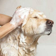 Anti-Itch Dog Shampoo Ditch to Itch (Pack of 1)