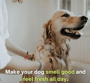 Anti-Itch Dog Shampoo Ditch to Itch (Pack of 1)