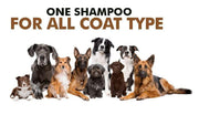 Anti-Itch Dog Shampoo Ditch to Itch (Pack of 1)